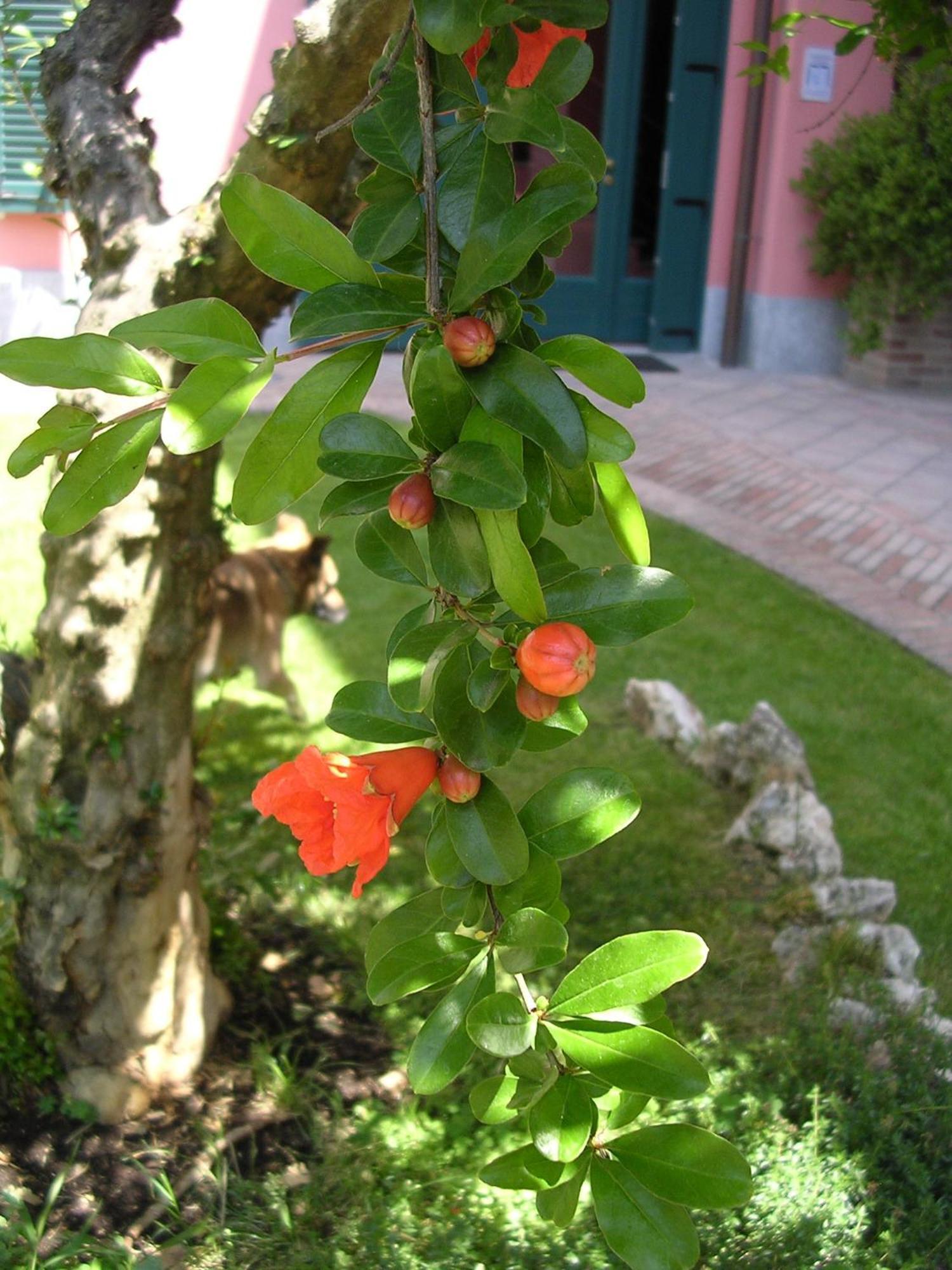 La Locanda Del Melograno Moncalvo Exterior foto